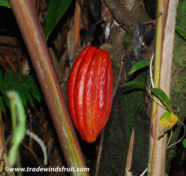 MONKEY CACAO